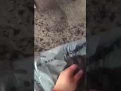 Work Video of Ball Fertilizer Granulation