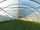 Prefabricated Light Steel Structure Agricultural Vegetable Greenhouse Q235 ISO9001