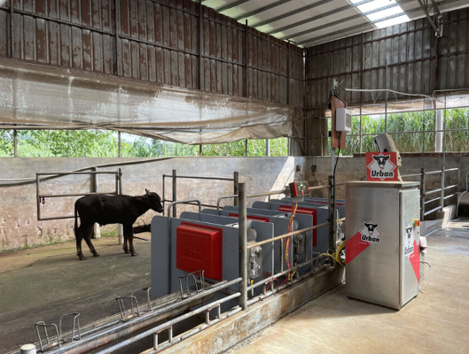 Powder Coated Corrosion Resistant Livestock Equipment for Low Maintenance Animal Restraint