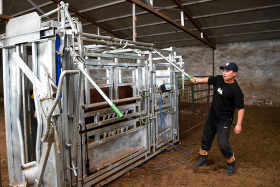 Powder Coated Corrosion Resistant Livestock Equipment for Low Maintenance Animal Restraint