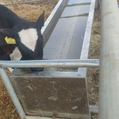 Livestock Waterer Powder Coated Corrosion Resistant Drinking Trough Easy to Connect With Farm Water Supply System for Cattle Cow Barn Use